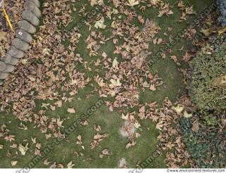 ground grass leaves dead 0001